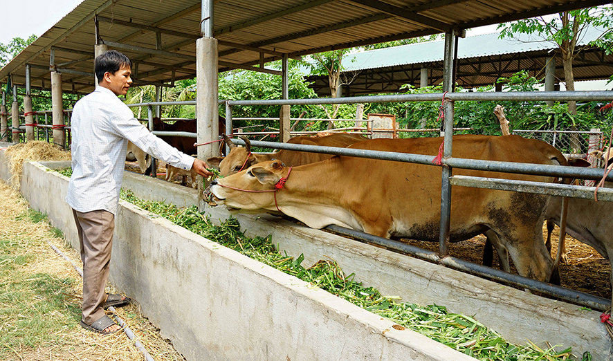 Tăng cường bảo vệ an toàn đàn vật nuôi trong giá rét